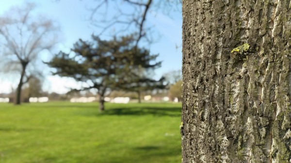 HTC_M9_arbre avec bokeh