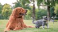 V-Pet Tracker